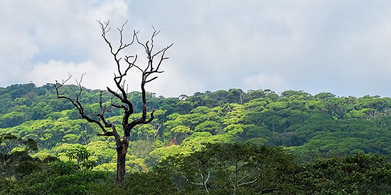 Singharaja Forest Reserve