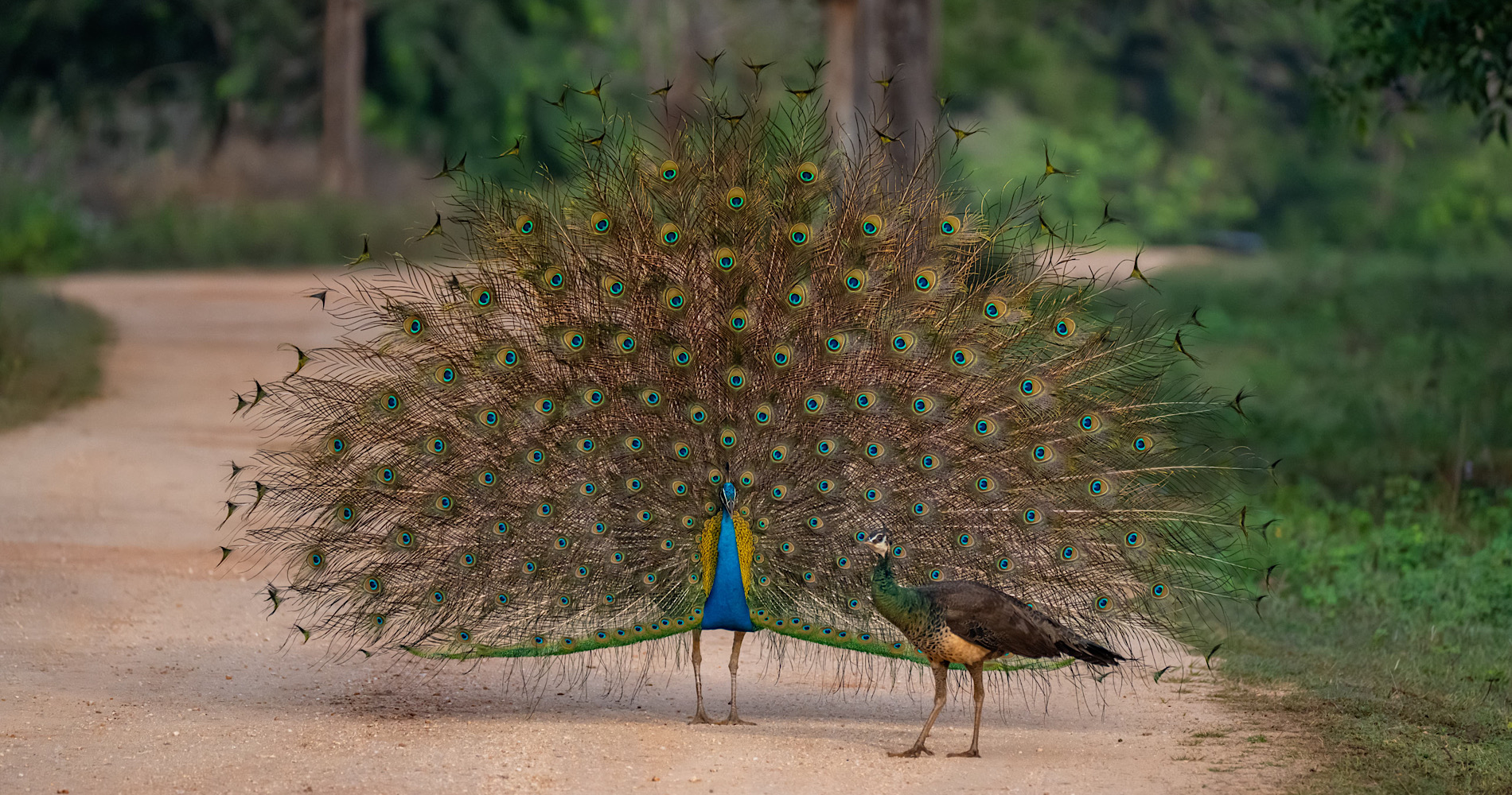 Ceylon Natureland GTours